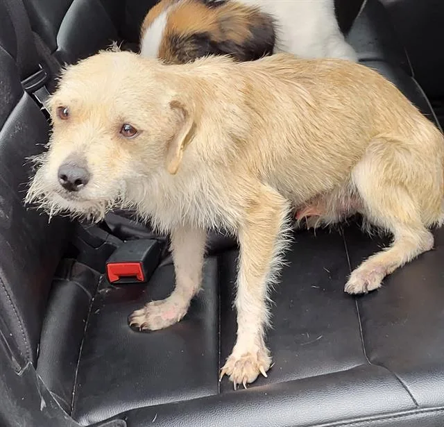 An adult small-sized male Terrier dog named Diper for adoption in San Antonio, TX