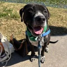 An adult large-sized male Black Labrador Retriever dog named Droolius Caesar for adoption in Lakeland, FL