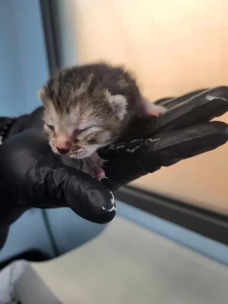 A baby small-sized female Domestic Short Hair cat named Fm for adoption in Lawrenceville, GA