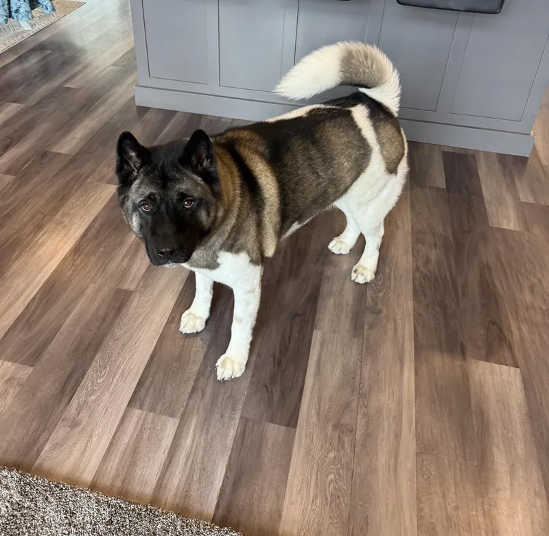 Shiloh