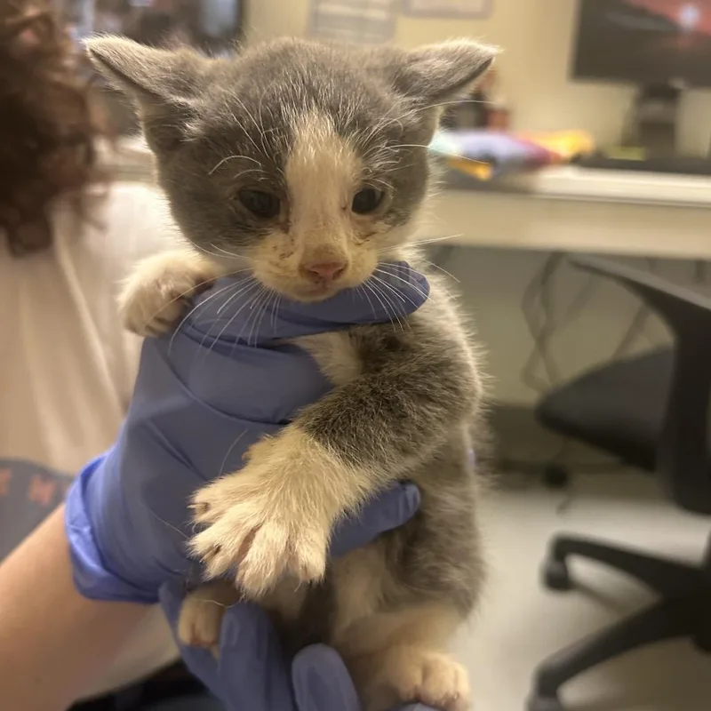 A baby small-sized male Gray / Blue / Silver Domestic Short Hair cat named Times New Roman for adoption in Charlottesville, VA