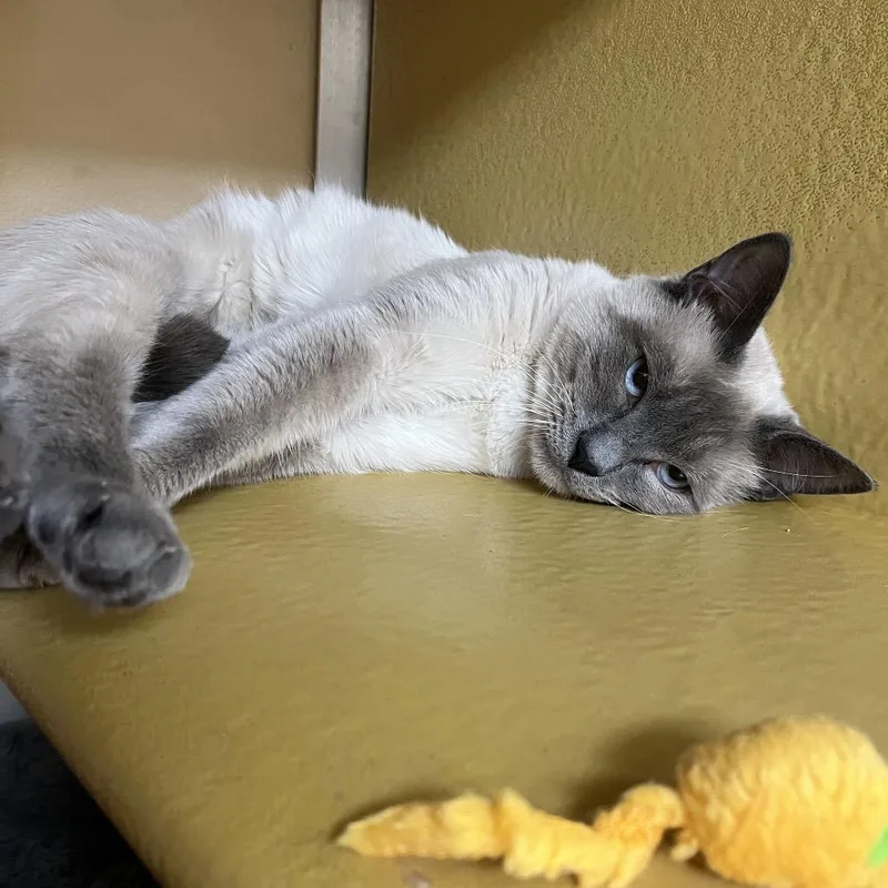 A young medium-sized male Lilac Point Domestic Short Hair cat named Cubby for adoption in Las Vegas, NV