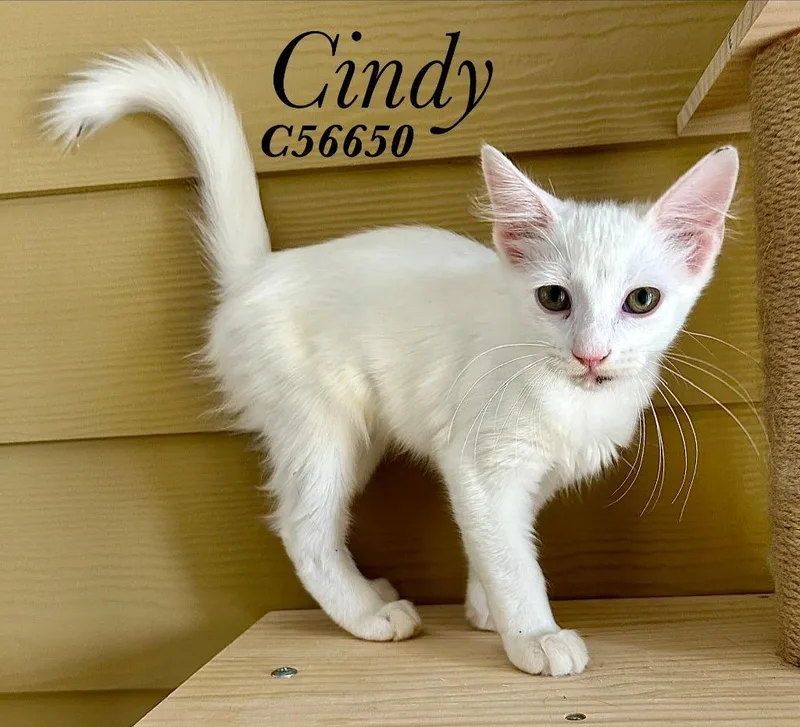 A baby small-sized female Domestic Short Hair cat named Cindy for adoption in Clarksville, TN