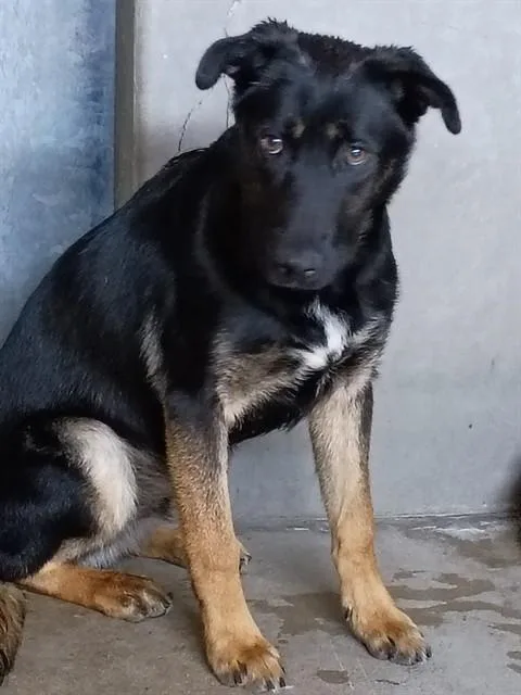 A baby medium-sized male German Shepherd Dog dog named Cooper Dean for adoption in San Bernardino, CA