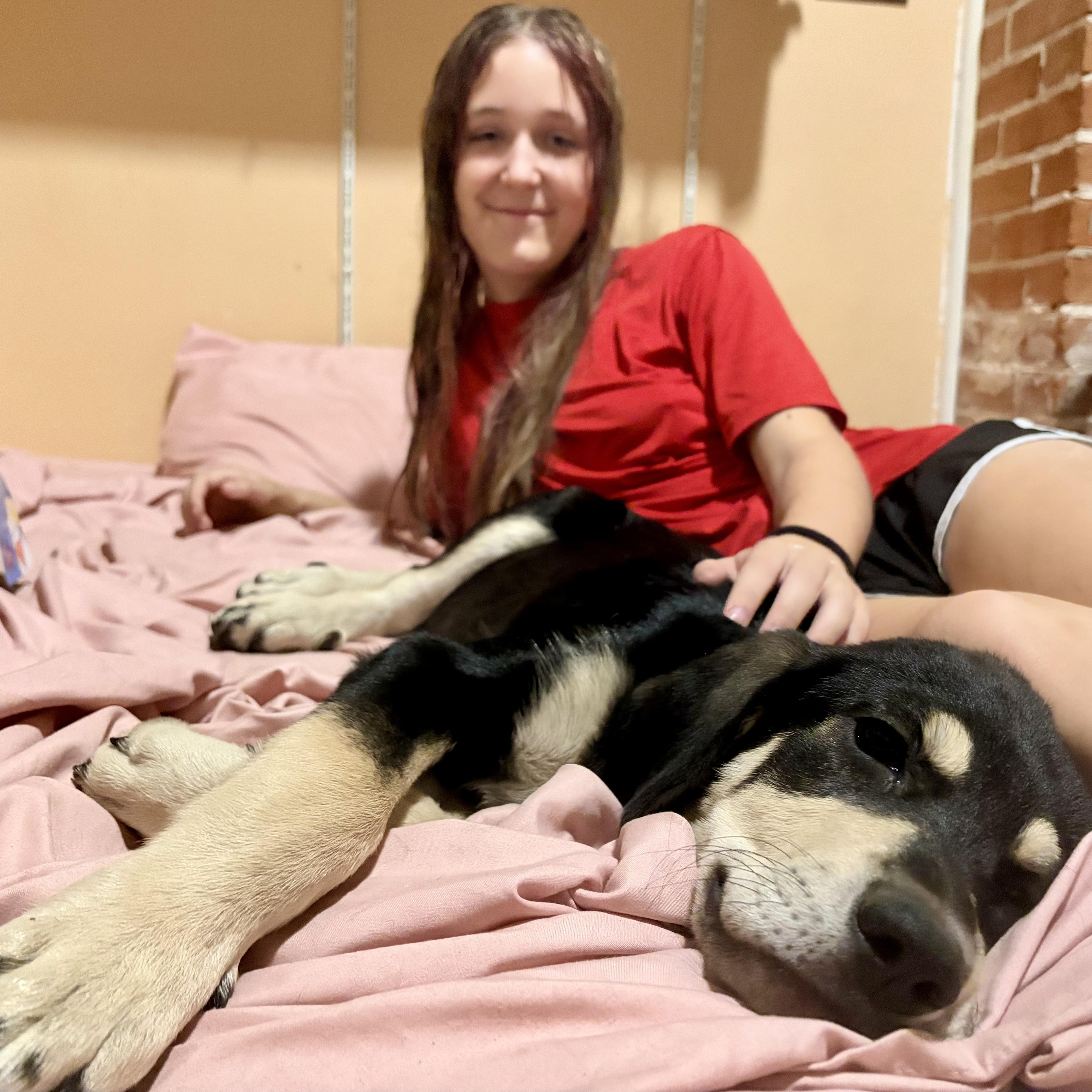 A baby large-sized female Hound dog named Marley for adoption in Sadler, TX