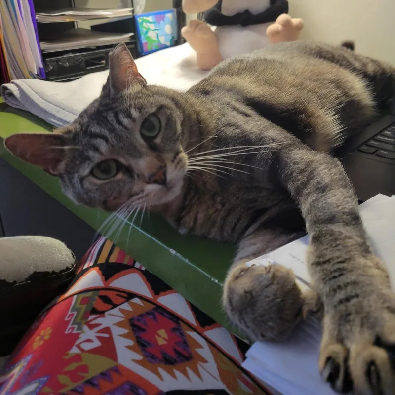 Whiskers thumbnail 2