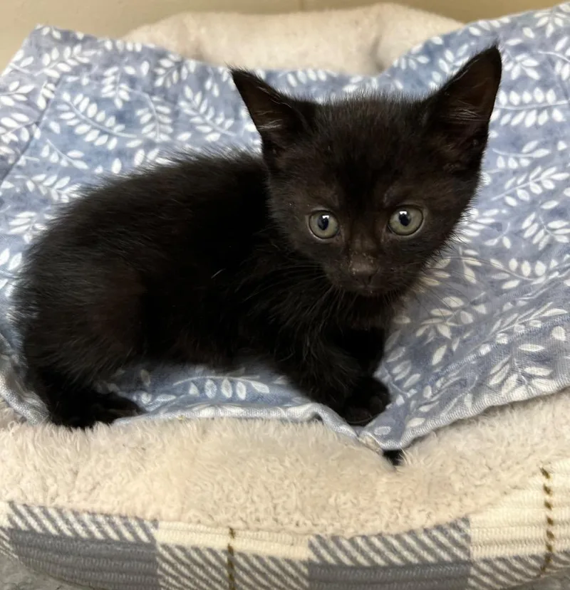 A baby medium-sized male Domestic Medium Hair cat named Def Leppard Steve Ac for adoption in Greeneville, TN