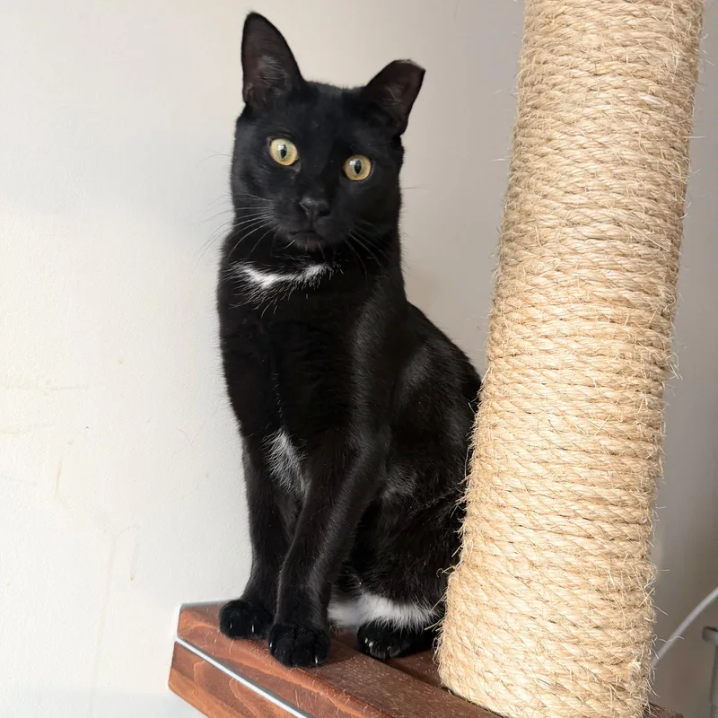 An adult medium-sized female Black Domestic Short Hair cat named Emily's List for adoption in Brooklyn, NY