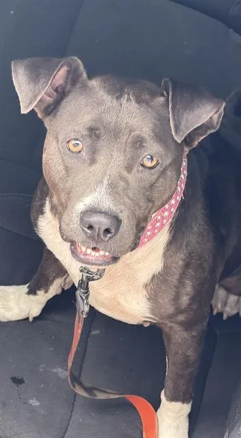 A young large-sized female American Bulldog dog named Waverly for adoption in Miami, FL