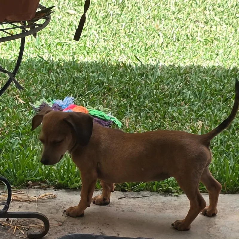 A baby small-sized female Brown / Chocolate Miniature Dachshund dog named Victoria for adoption in Boerne, TX