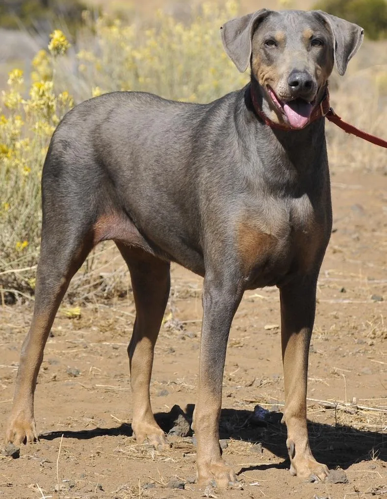 An adult large-sized female Gray / Blue / Silver Doberman Pinscher dog named Charlotte for adoption in Tehachapi, CA