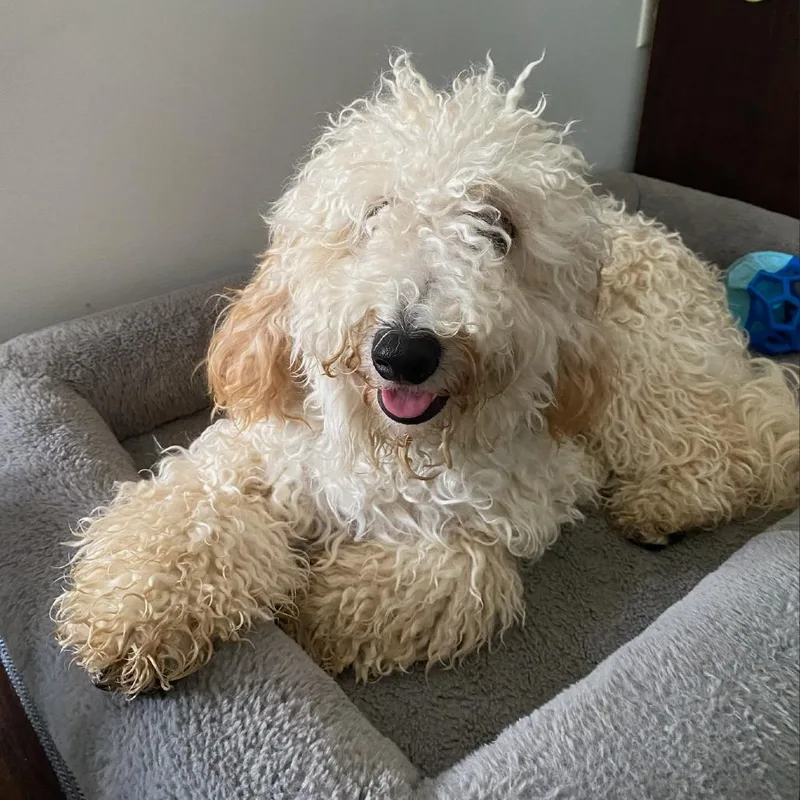 A young medium-sized male White / Cream Cockapoo dog named Winston for adoption in Raleigh, NC