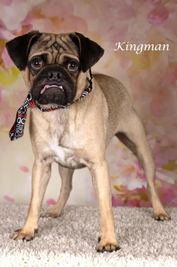 A young small-sized male Pug dog named Kingman for adoption in Gilbert, AZ