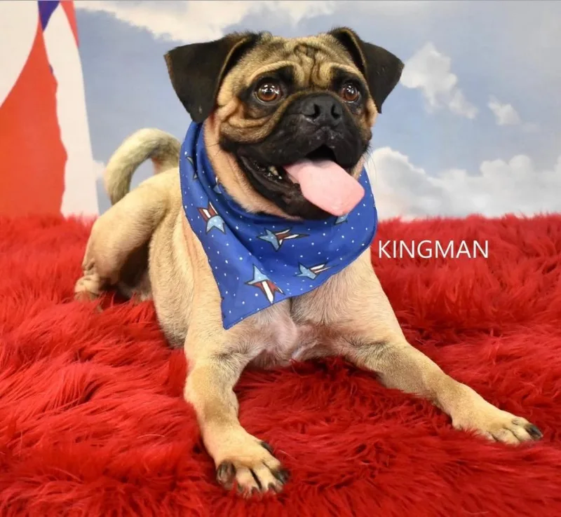 Kingman thumbnail 2