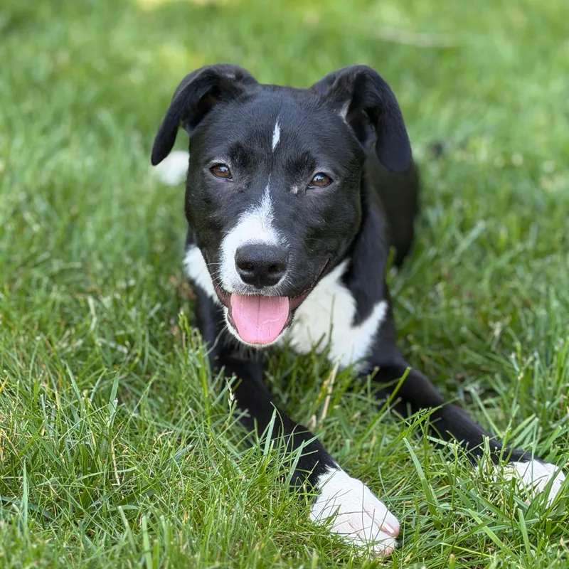 A baby medium-sized male Black Labrador Retriever dog named Scout for adoption in Chatham, NJ