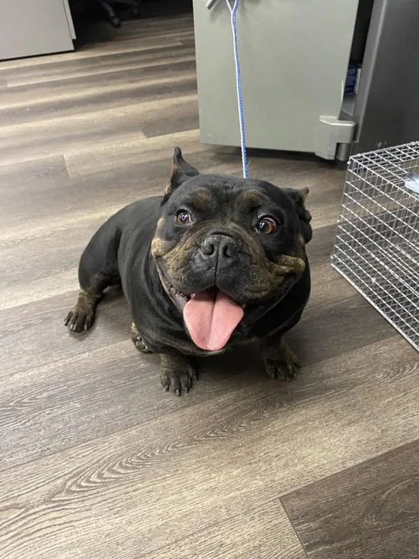 An adult medium-sized female English Bulldog dog named Bertha for adoption in Victorville, CA