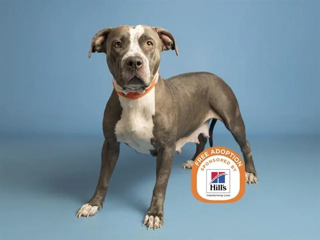A young medium-sized female Pit Bull Terrier dog named Ladybug for adoption in Phoenix, AZ