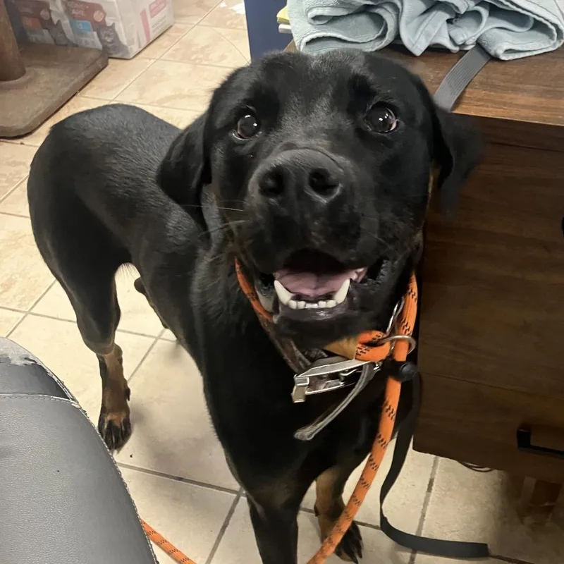 An adult large-sized male Black Mixed Breed dog named Cheif for adoption in Cape Girardeau, MO