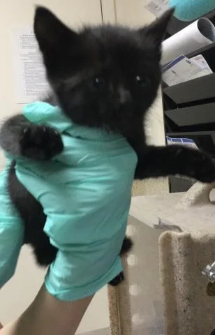 A young small-sized female Domestic Short Hair cat named Tater for adoption in Riverside, CA