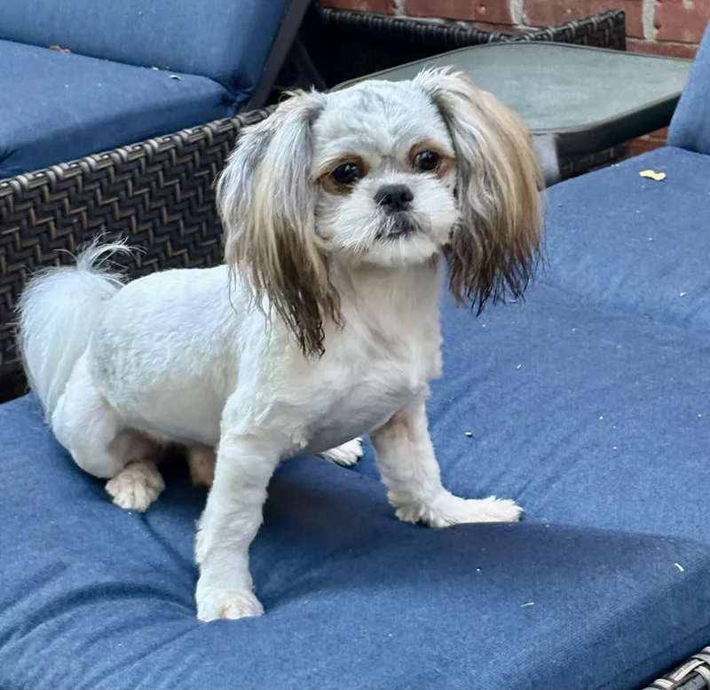 A baby small-sized male White / Cream Shih Tzu dog named Oliver for adoption in Plano, TX