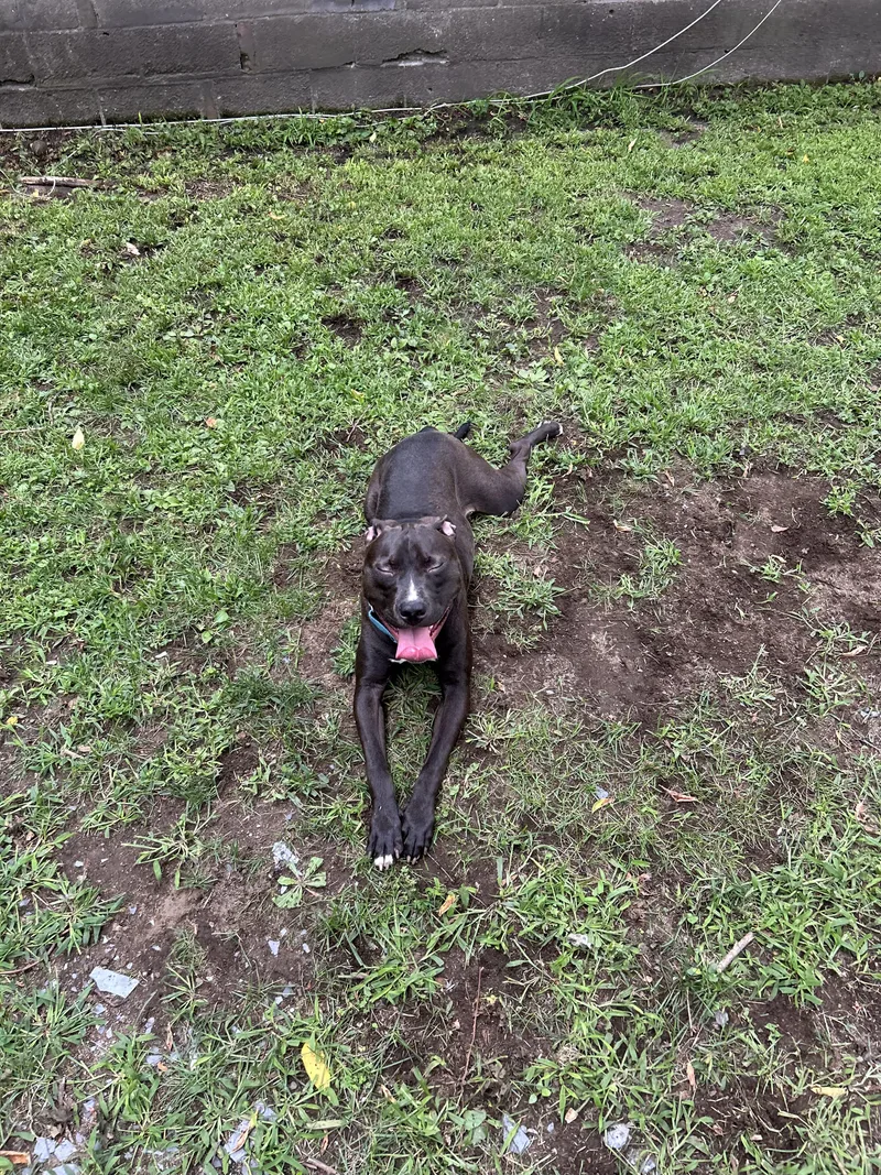 Roscoe thumbnail 5