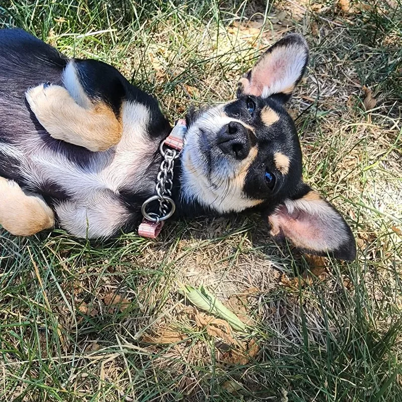 Dolly