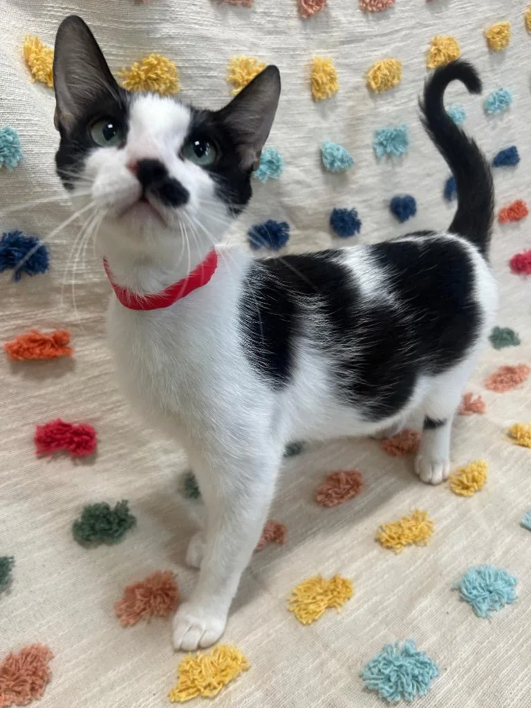 A baby medium-sized female Domestic Short Hair cat named Samantha PA for adoption in Denham Springs, LA