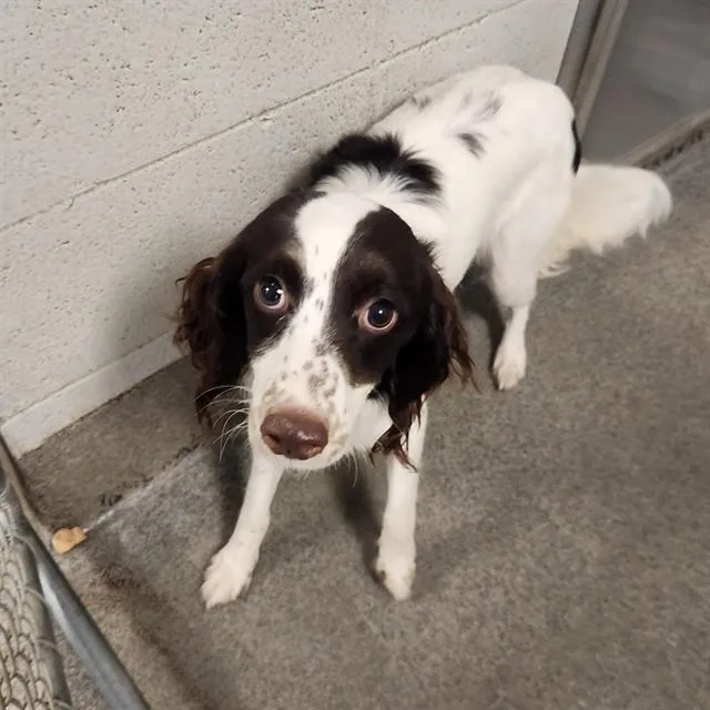 A young medium-sized female English Springer Spaniel dog named Lilly for adoption in Huntsville, AL