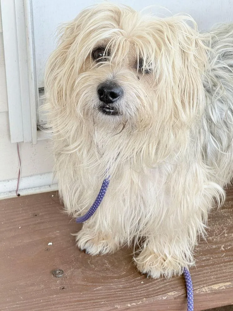 An adult small-sized male Yorkshire Terrier dog named Brando for adoption in Winter Garden, FL