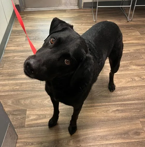 An adult large-sized male Labrador Retriever dog named Rollo for adoption in San Diego, CA