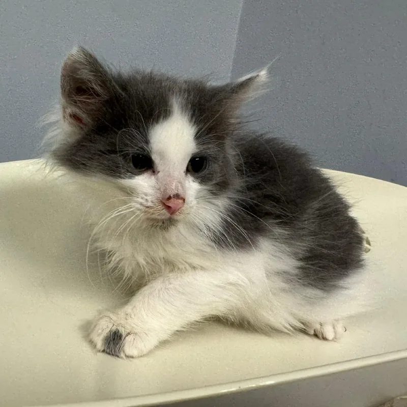 A baby small-sized female Gray / Blue / Silver Domestic Short Hair cat named Illaoi for adoption in Columbus, GA