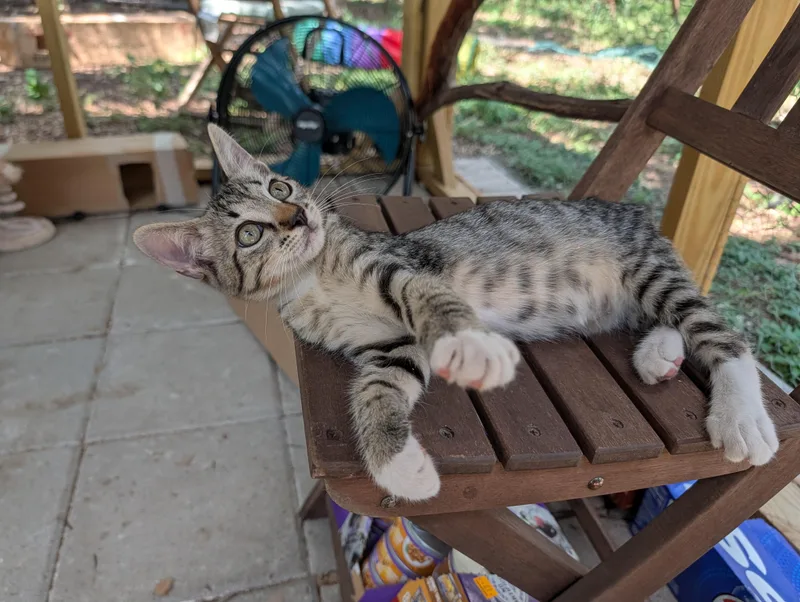 A baby medium-sized male Tabby (Buff / Tan / Fawn) Domestic Short Hair cat named Flyball for adoption in Fischer, TX