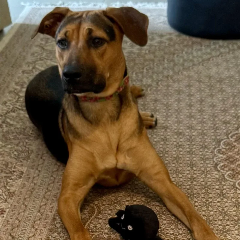 A young medium-sized female Bicolor Hound dog named Joanie for adoption in Baytown, TX