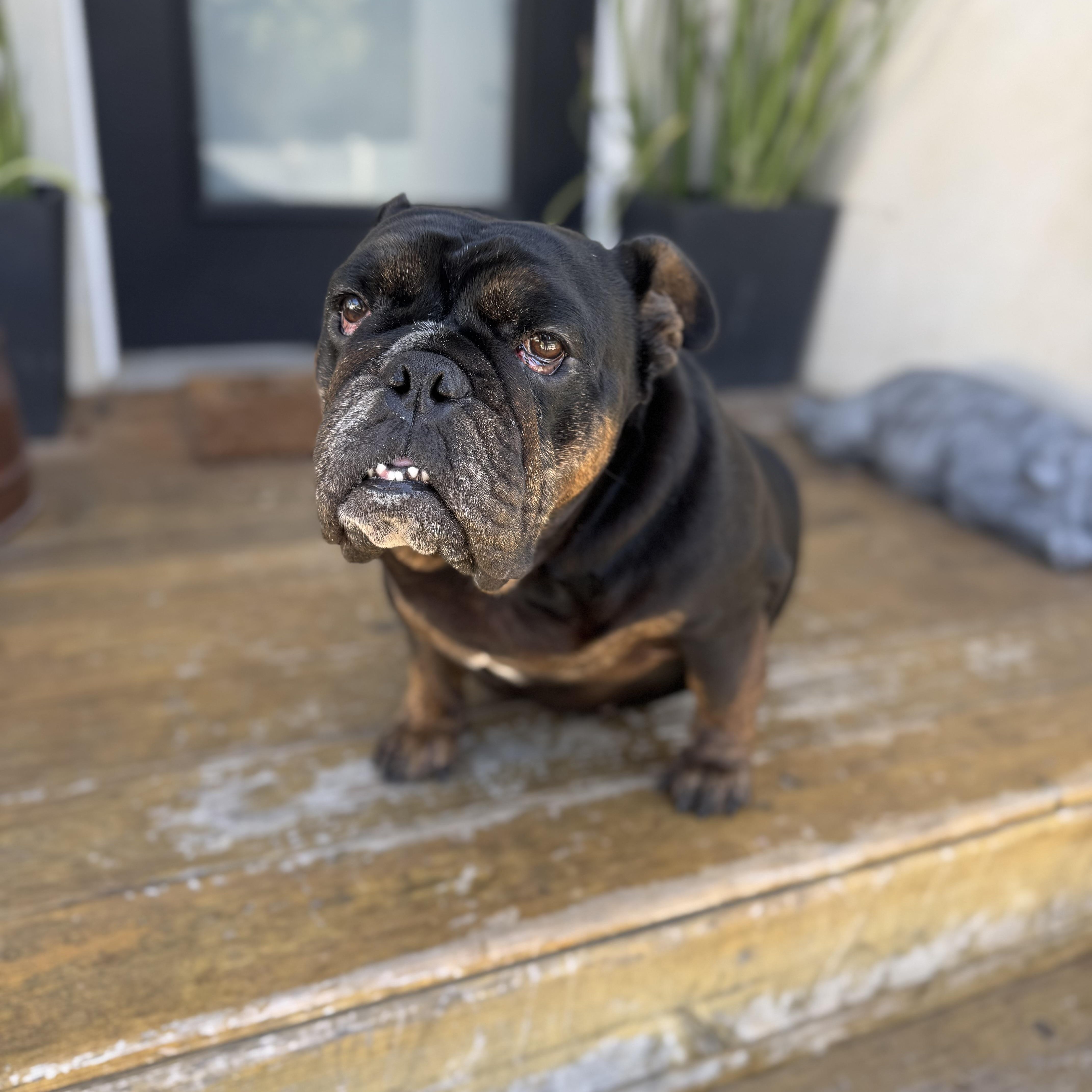 Mochi The Meatball thumbnail 2