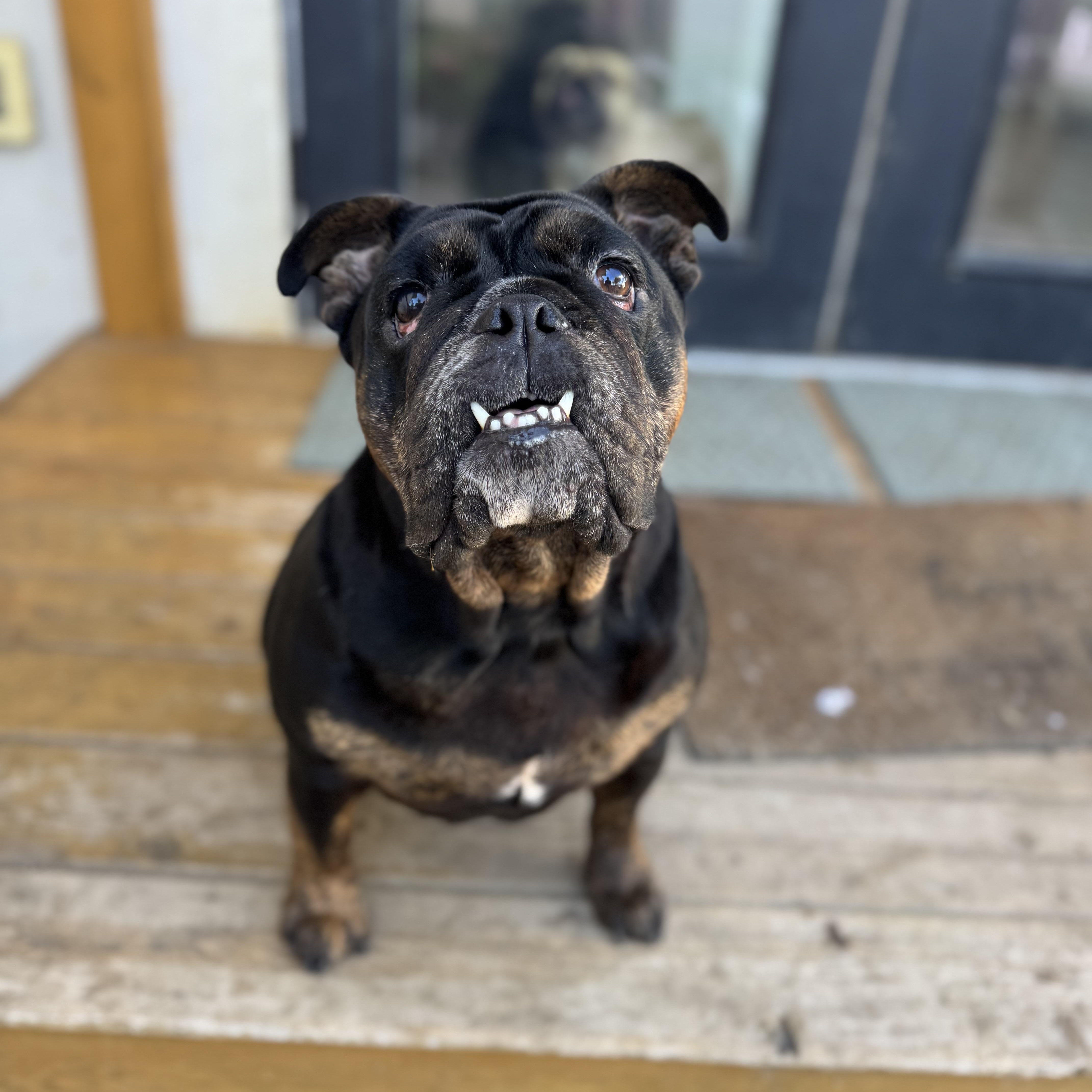 Mochi The Meatball thumbnail 3