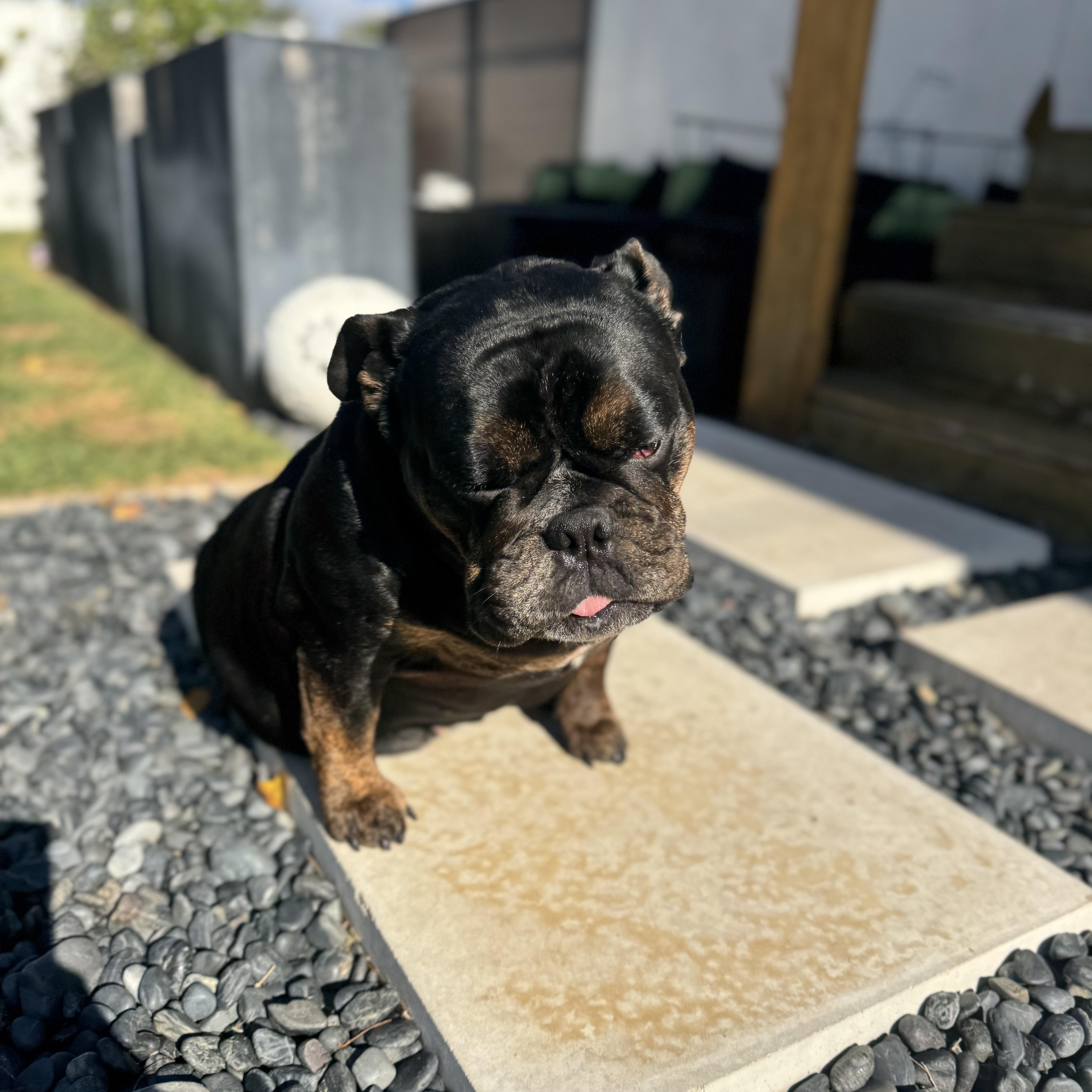 Mochi The Meatball thumbnail 4