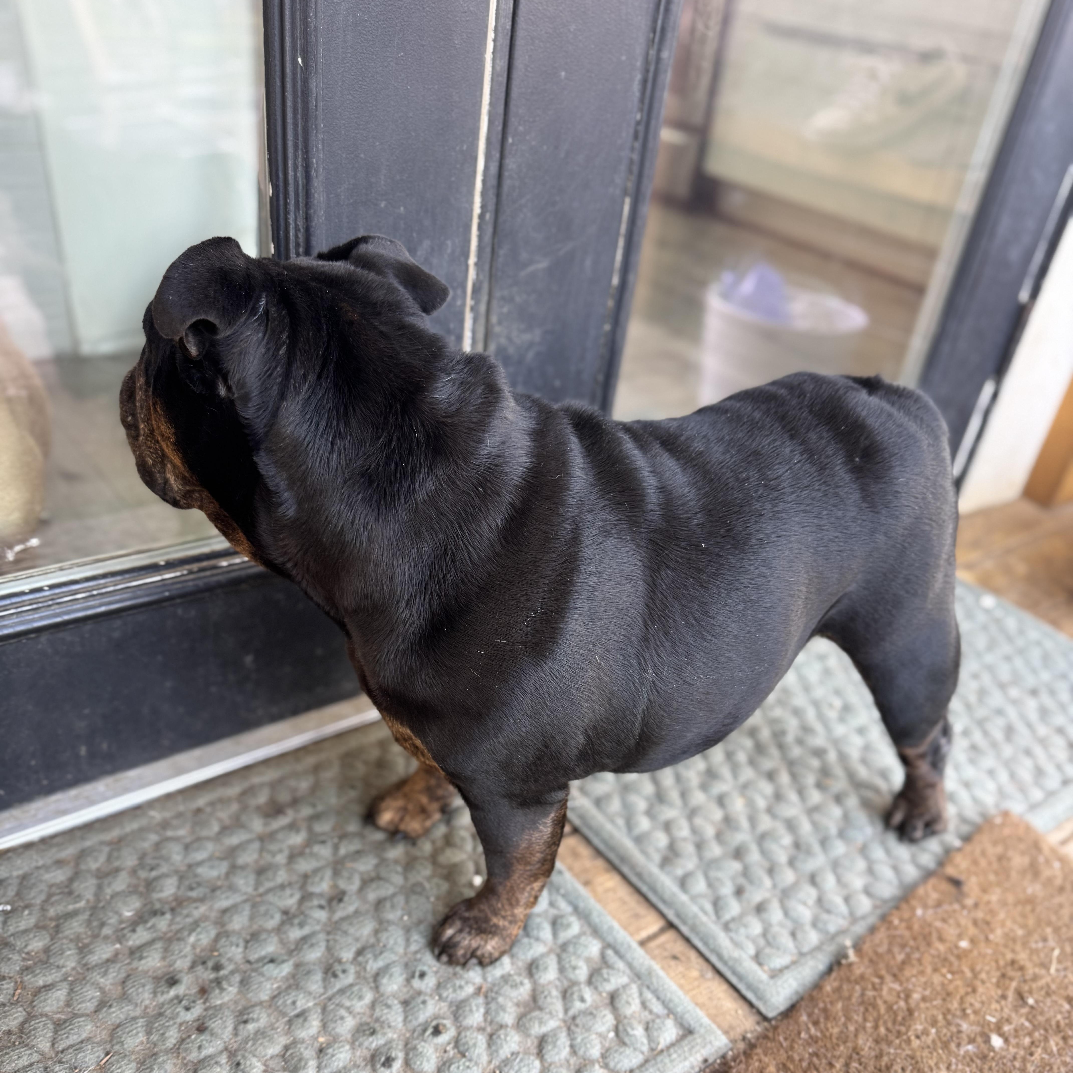 Mochi The Meatball thumbnail 5