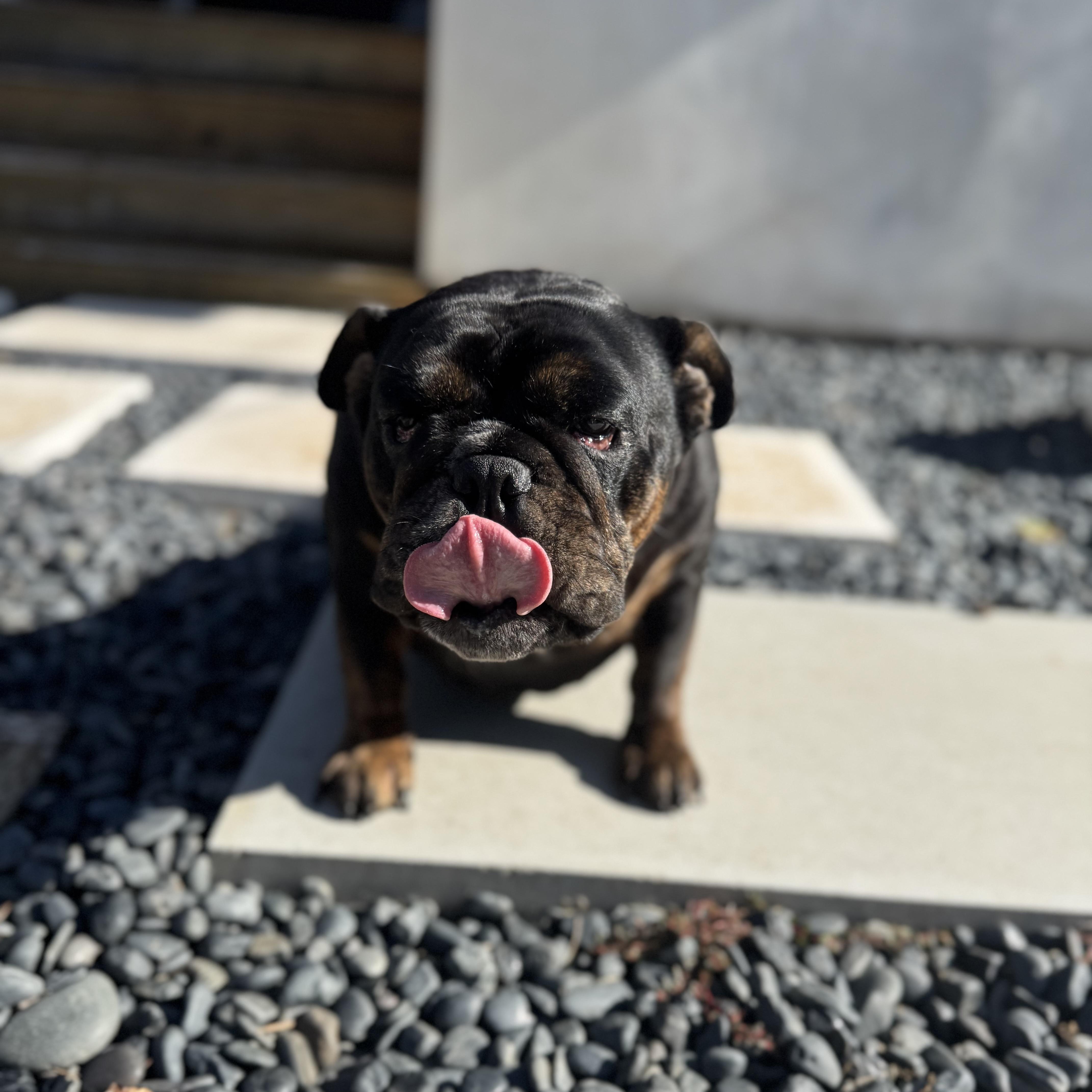 Mochi The Meatball thumbnail 6