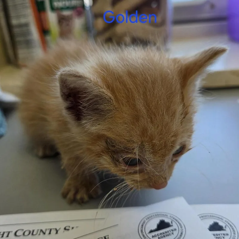 A baby small-sized male Orange / Red Domestic Short Hair cat named Golden for adoption in Windsor, VA