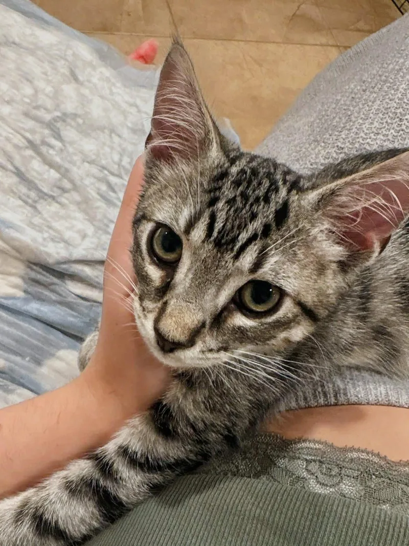 A baby small-sized male Tabby (Gray / Blue / Silver) Domestic Short Hair cat named Milo for adoption in Syosset, NY