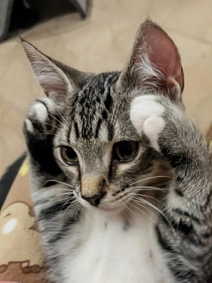 Milo thumbnail 3