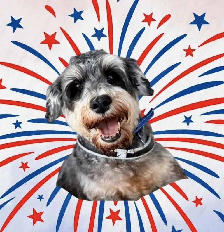 An adult small-sized female Miniature Schnauzer dog named Adele for adoption in Norfolk, VA