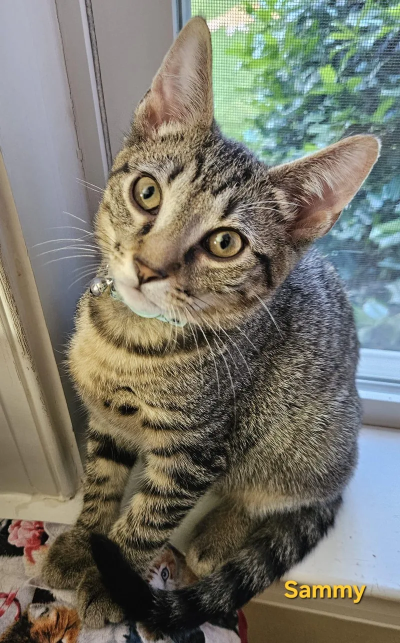 A baby medium-sized male Tabby (Brown / Chocolate) Tabby cat named Sammy . Libbie Tabby for adoption in Richmond, VA