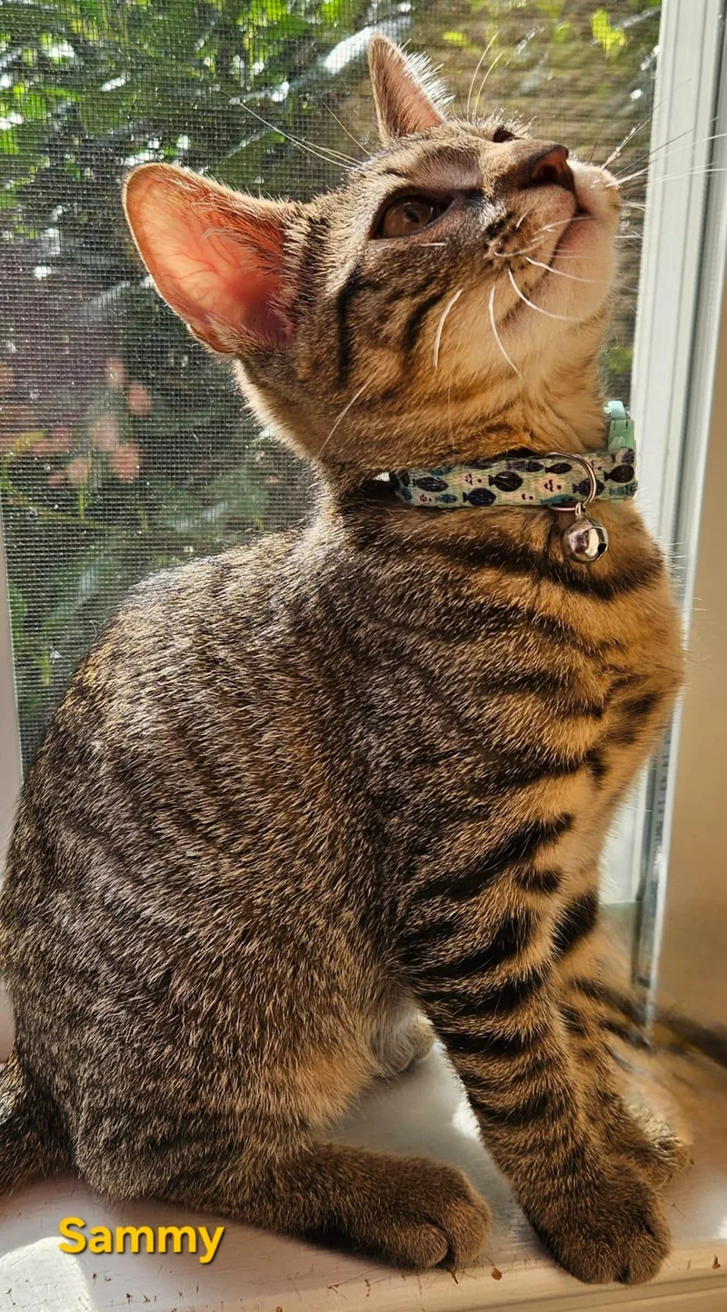 Sammy . Libbie Tabby thumbnail 2