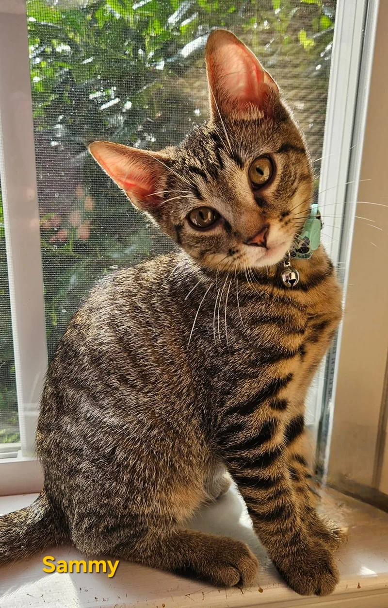 Sammy . Libbie Tabby thumbnail 3