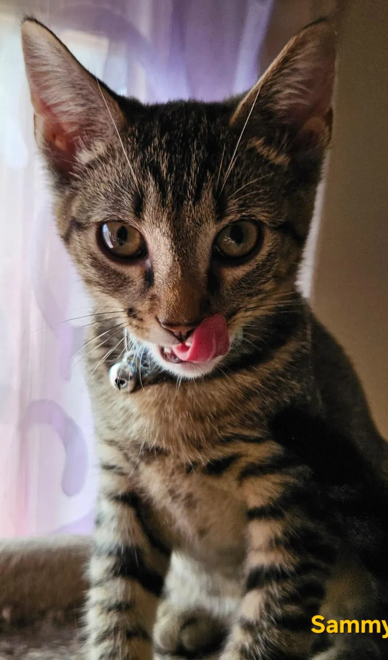 Sammy . Libbie Tabby thumbnail 4