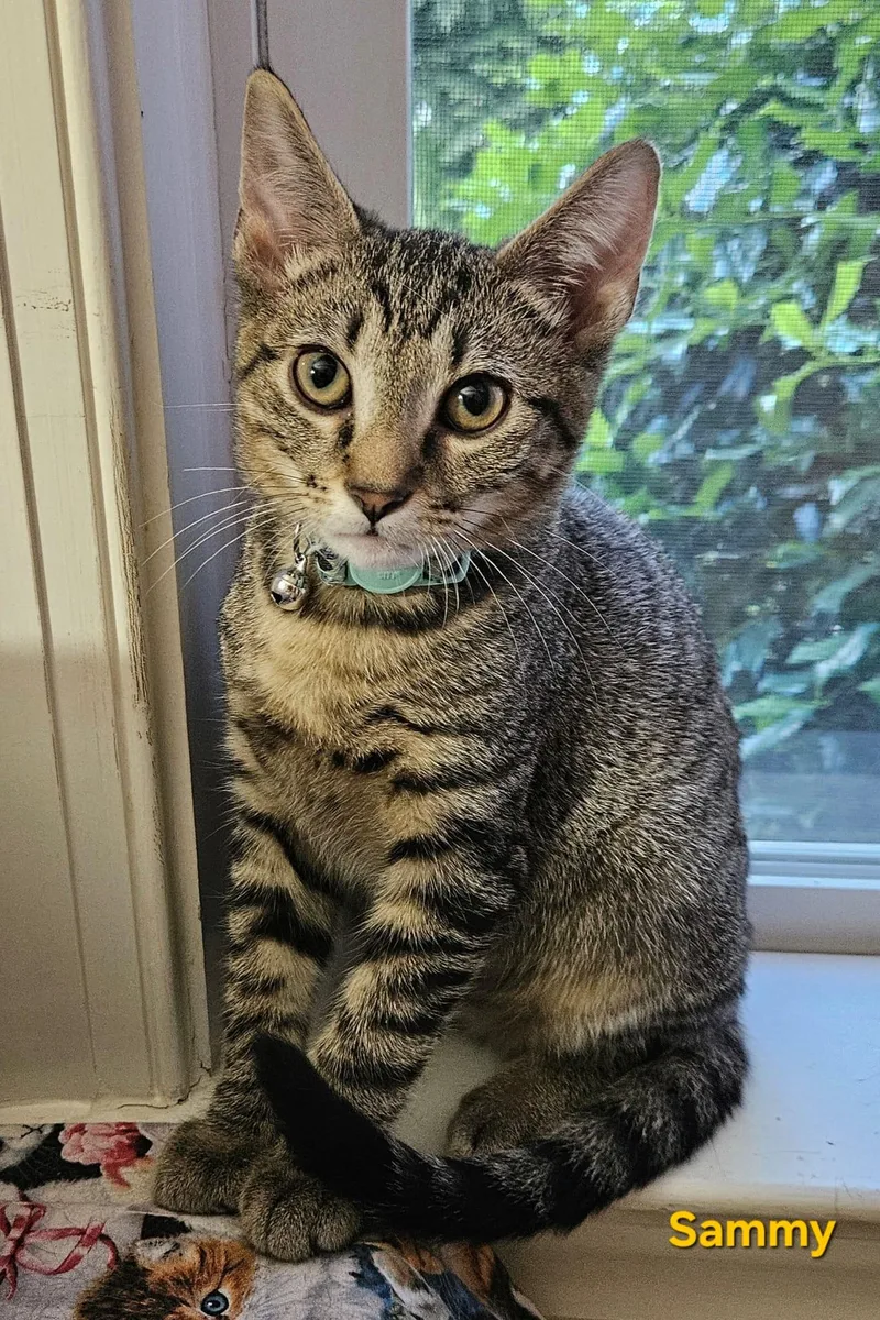 Sammy . Libbie Tabby thumbnail 5
