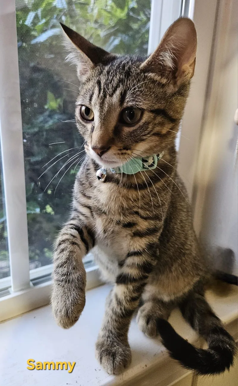 Sammy . Libbie Tabby thumbnail 6