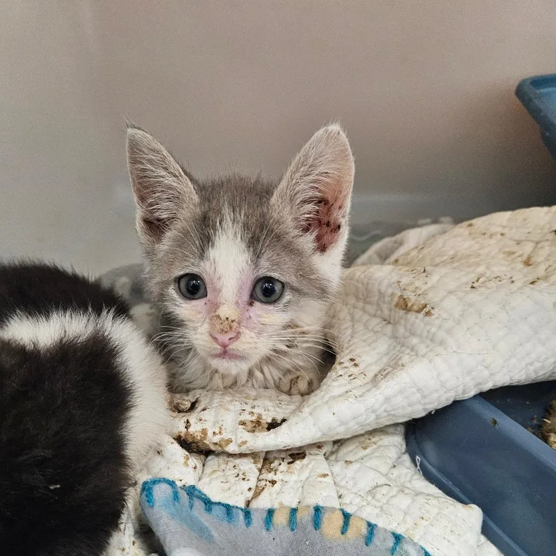 A baby small-sized male White Domestic Short Hair cat named Dip for adoption in Ridgely, MD