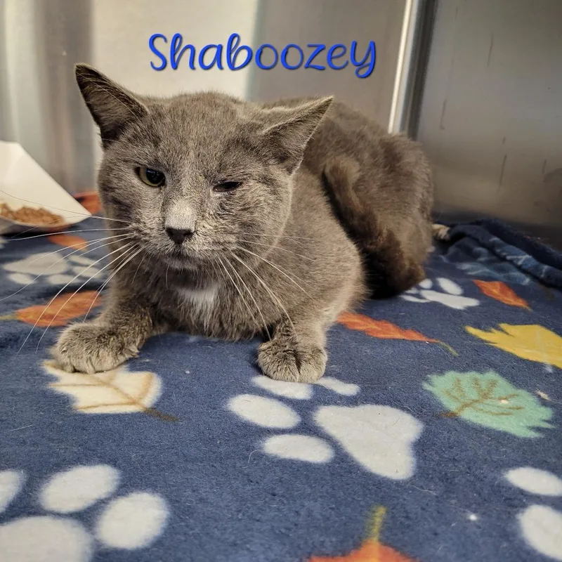 An adult medium-sized male Gray / Blue / Silver Domestic Short Hair cat named Shaboozey for adoption in Parkersburg, WV